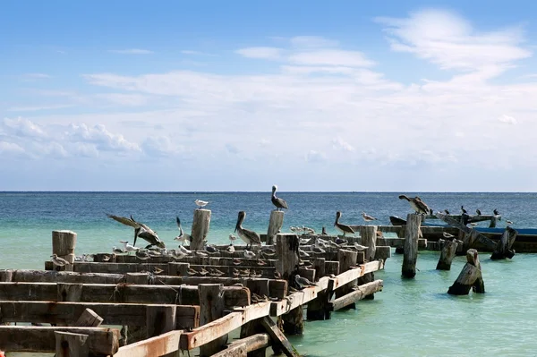 아름 다운 카리브 해 — 스톡 사진