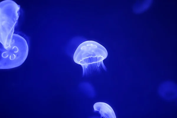Księżyc jellyfish nad niebieski wody — Zdjęcie stockowe