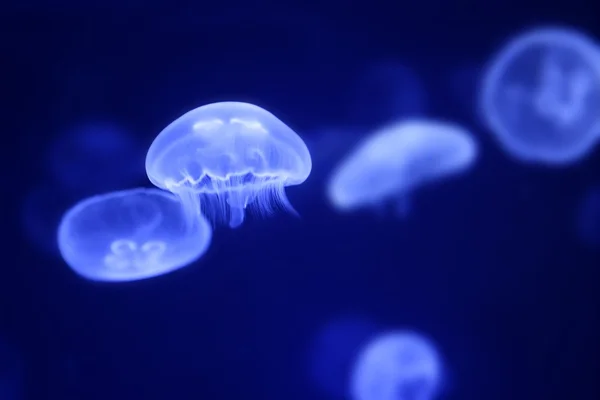 Лунные медузы над голубой водой — стоковое фото