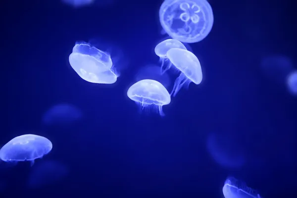 Medusas de luna sobre agua azul — Foto de Stock