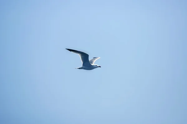Pták letící na obloze — Stock fotografie