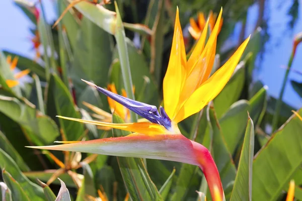 Genre strelitzia reginae fleur d'oiseau orange — Photo