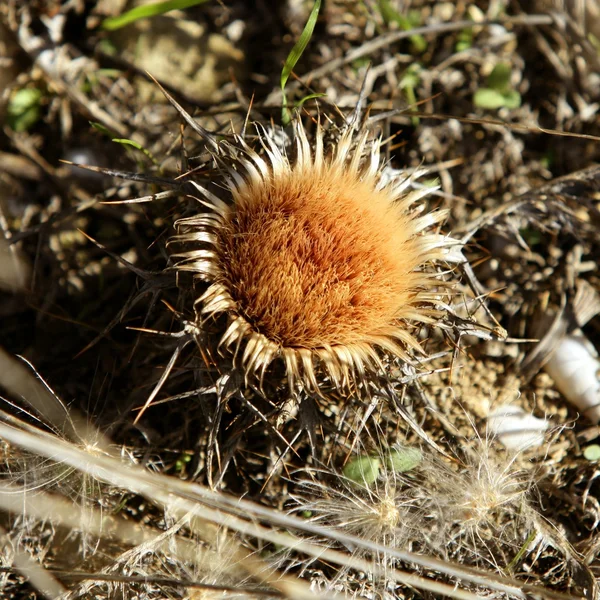 Un cardo strisciante. Macro-pianta naturale essiccata dorata — Foto Stock
