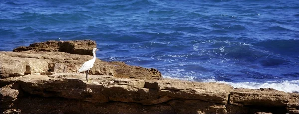 Moře bílý pták na skalnatém pobřeží Středozemního moře — Stock fotografie