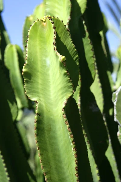 Kaktus i Medelhavet staden elche — Stockfoto