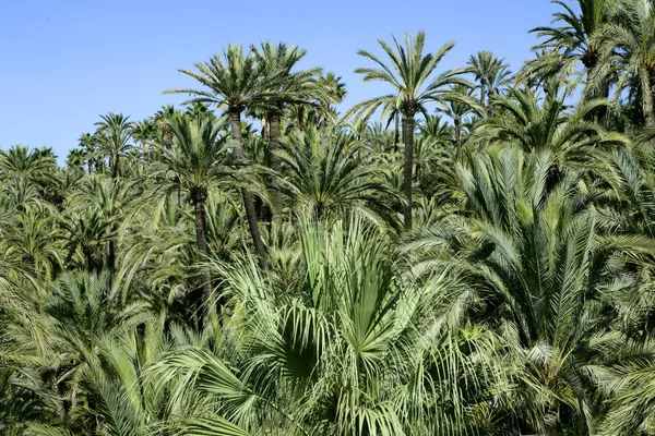Palm tree forest i elche, spain — Stockfoto
