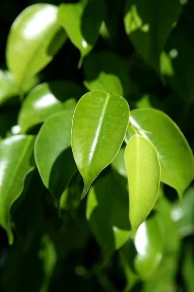 绿色的树叶在阳光灿烂的日子中的详细信息 — 图库照片