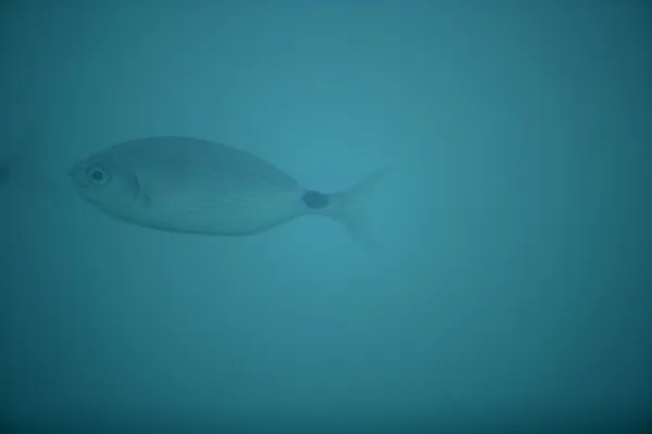 Peixe Oblada, foco suave e água azul-turquesa — Fotografia de Stock