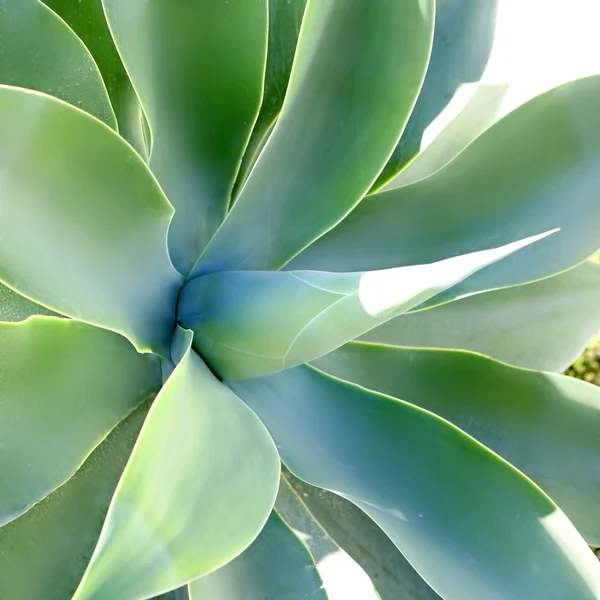 Pitera, Maguey, Agave, detail from Mediterranean — Stock Photo, Image