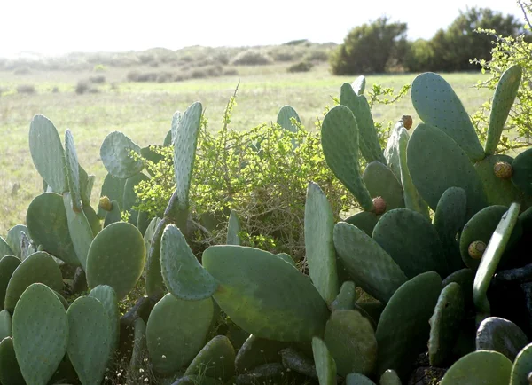 Plante nopale dans la région méditerranéenne — Photo