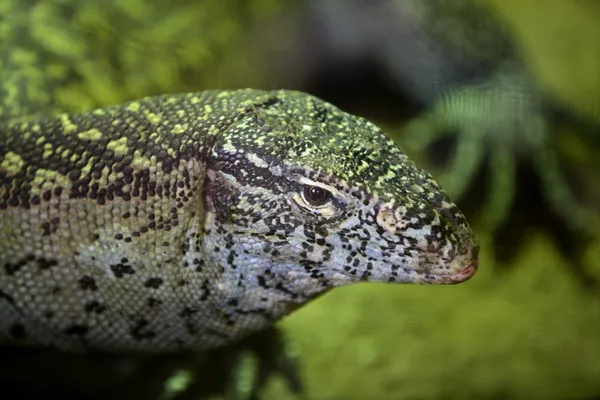 Afryki lizard monitora — Zdjęcie stockowe