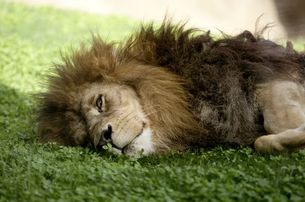 Afican erkek aslan — Stok fotoğraf