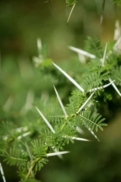 Akát strom detail s hmyzem — ストック写真