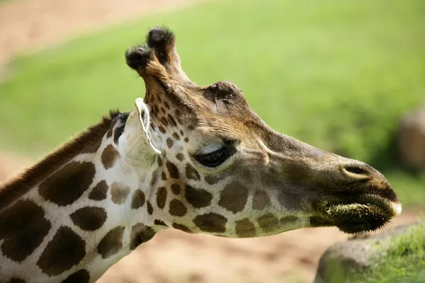 Girafa da África, detalhe da cabeça — Fotografia de Stock