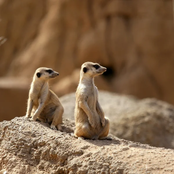 Dwa suricata stojący wpisu. — Zdjęcie stockowe