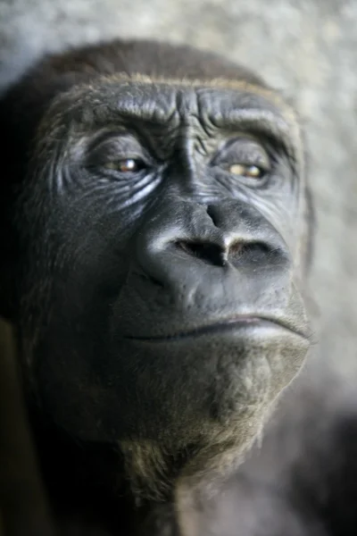 Goril maymun kapatmak dikey — Stok fotoğraf
