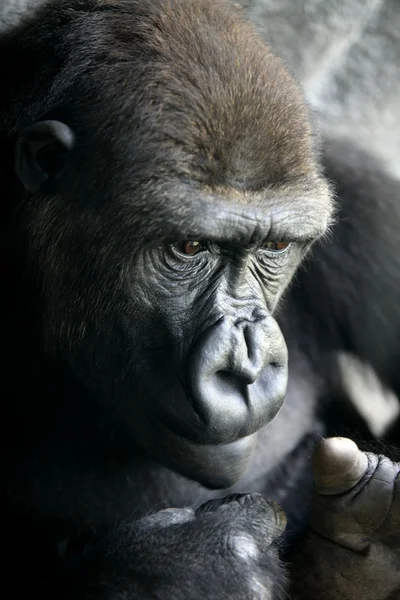 Goril maymun kapatmak dikey — Stok fotoğraf