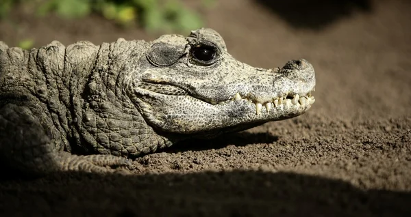 Afrika, aligators cüce crocodrile. — Stok fotoğraf