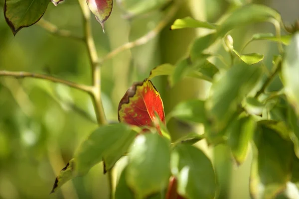 Foglia rossa tra centinaia di foglie verdi — Foto Stock