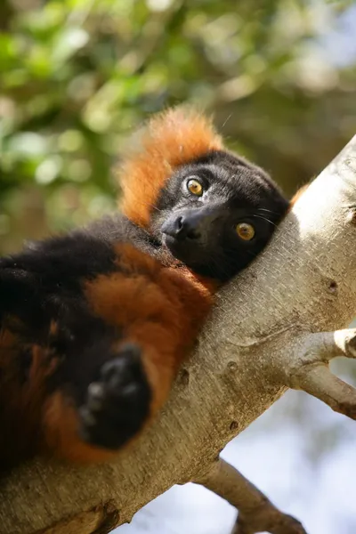 Bruin lemur gelogen op een tak — Stockfoto
