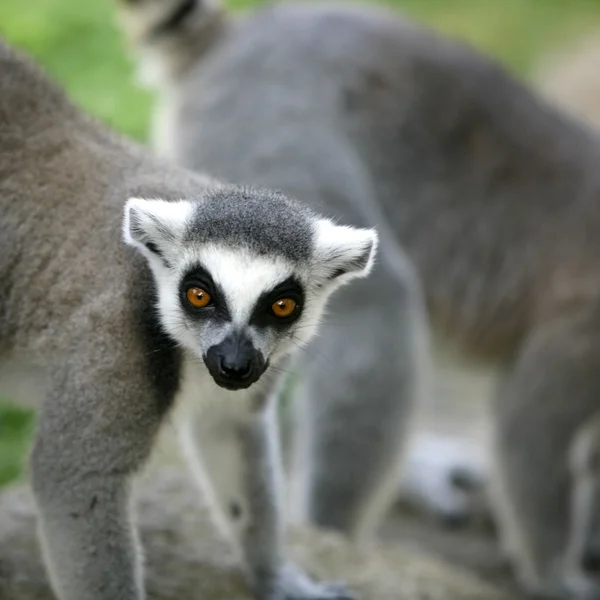 Madagaskar halka kuyruklu Maki — Stok fotoğraf