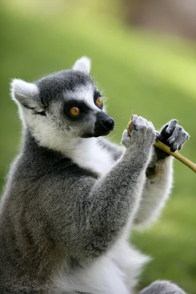 Anel de Madagáscar Cauda Lemur — Fotografia de Stock