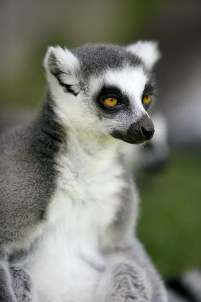 Madagascar anillo cola lémur —  Fotos de Stock