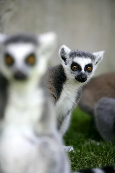 Madagaskar prsten sledoval lemur — Stock fotografie