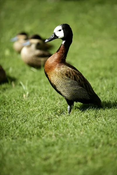 White faced Whistling duck from Madagascar — Stock Photo, Image
