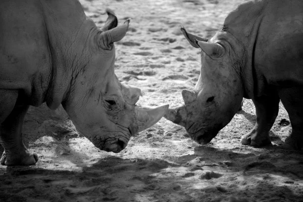 Pojedynek dwóch nosorożec afrykański, na mocy — Zdjęcie stockowe
