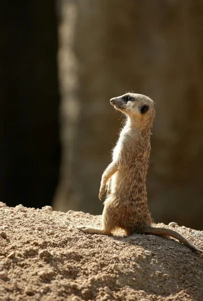 Africké suricata stojí výstraha — Stock fotografie
