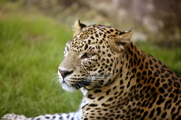 Afrikanischer Leopard auf grünem Gras — Stockfoto