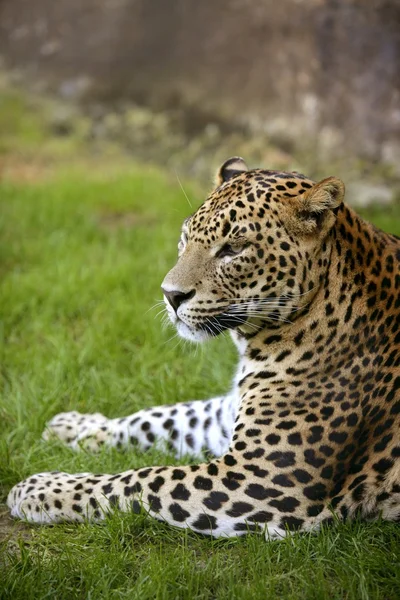 Africké leopard na zelené trávě — Stock fotografie