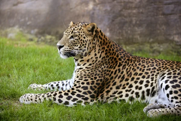 Leopardo africano na grama verde — Fotografia de Stock