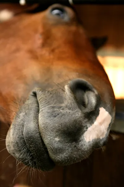 Grappige paard portret, mond nauwe camera — Stockfoto