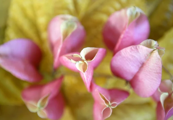 Höstens rosa blommor över gul leafs fortfarande — Stockfoto