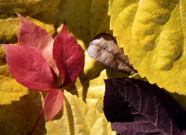 Foglie ancora di foglie autunnali, fondo legno scuro, caduta immagini classiche — Foto Stock