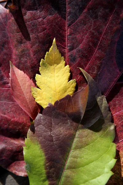 Folhas ainda de folhas de outono, fundo de madeira escura, queda imagens clássicas — Fotografia de Stock