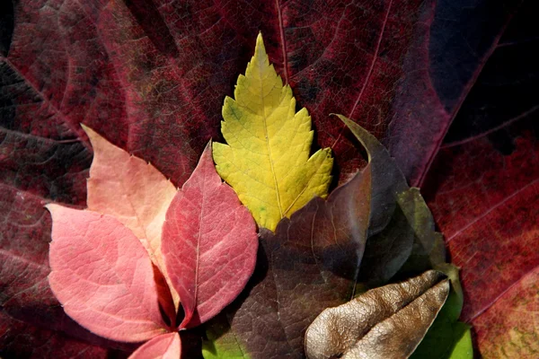 まだ秋の紅葉、暗い木製の背景、葉が落ちる古典的なイメージ — ストック写真
