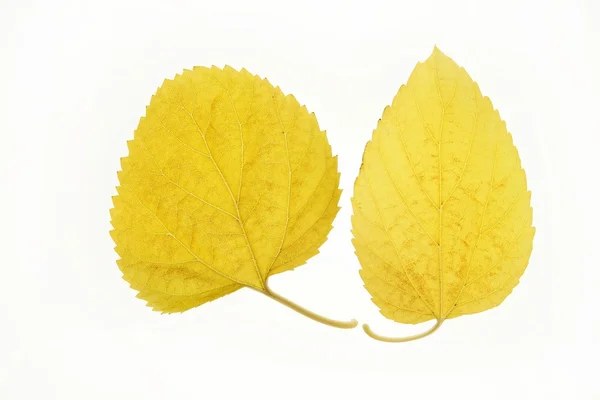 Ősz, őszi levelek dekoratív még mindig studio fehér háttér — Stock Fotó