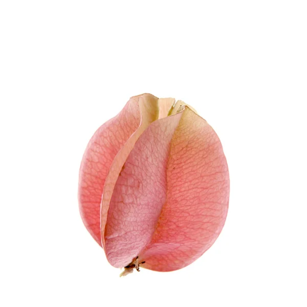 One autumn pink flower, white transparent studio background — Stock Photo, Image