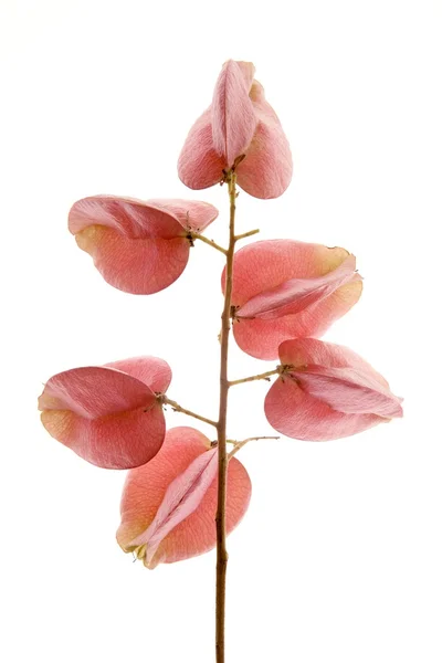 Herfst roze bloemen, witte transparante studio achtergrond — Stockfoto