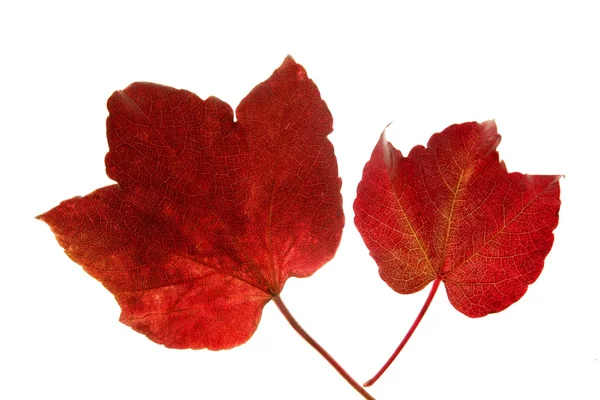 Herbst, Herbst Blätter dekorativ noch im Studio weißen Hintergrund — Stockfoto