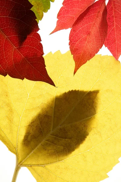 Outono, folhas de outono decorativo ainda no estúdio fundo branco — Fotografia de Stock