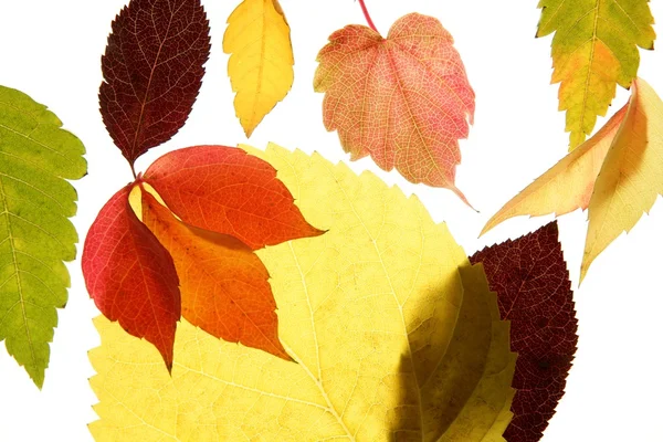 Осень, осень листья декоративные еще на белом фоне студии — стоковое фото