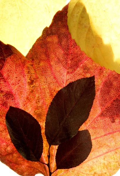 秋、秋の紅葉スタジオ ホワイト バック グラウンドでまだ装飾的です — ストック写真