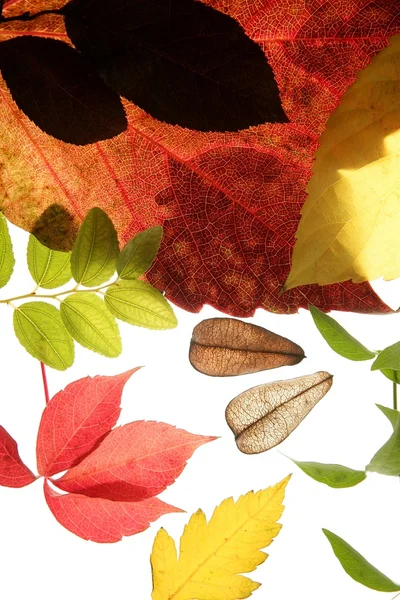 Otoño, hojas de otoño decorativo todavía en el estudio fondo blanco —  Fotos de Stock