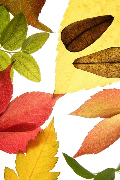 Outono, folhas de outono decorativo ainda no estúdio fundo branco — Fotografia de Stock