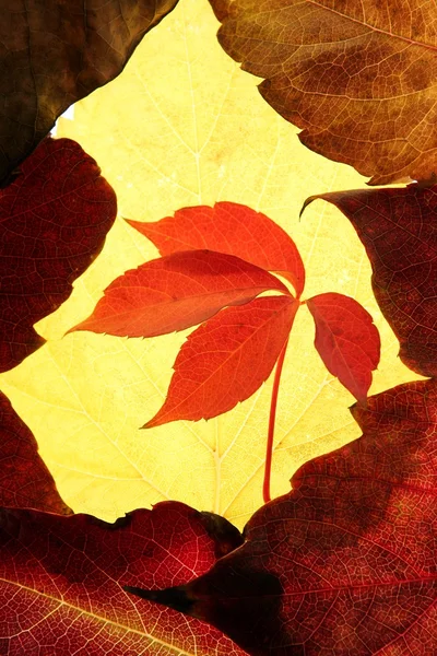 Autumn listowie w kompozycja kadru, przezroczysty złoty — Zdjęcie stockowe