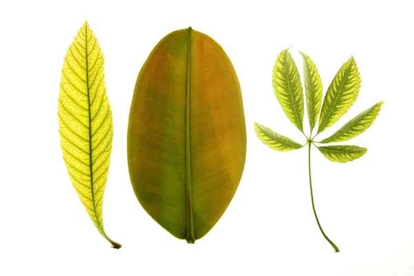 Green leaves in vibrant green, white studio background — Stock Photo, Image